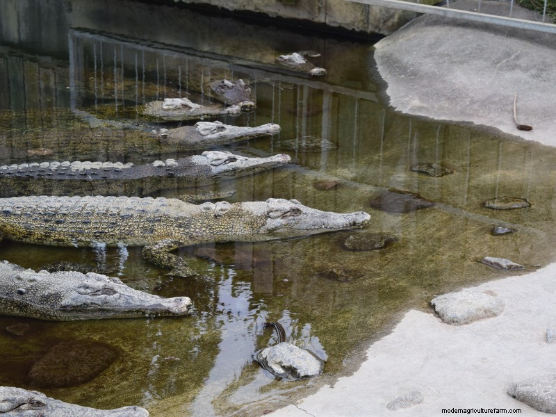 Een alligatorboerderij starten:een uitgebreide gids 