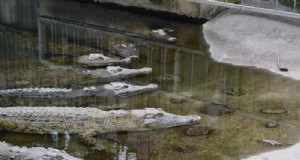 Starten einer Alligatorfarm:Ein umfassender Leitfaden 