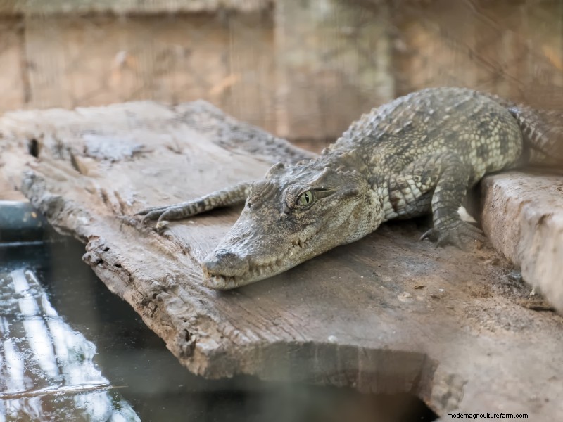 Een alligatorboerderij starten:een uitgebreide gids 