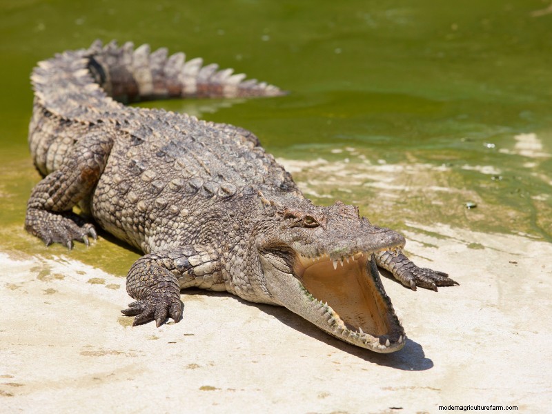 Een alligatorboerderij starten:een uitgebreide gids 