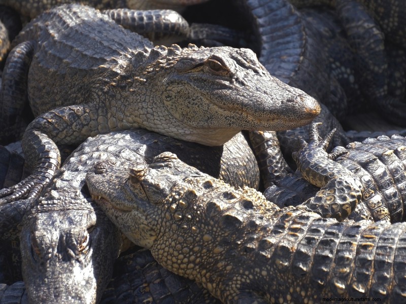 Een alligatorboerderij starten:een uitgebreide gids 