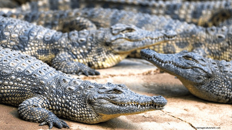 Een alligatorboerderij starten:een uitgebreide gids 