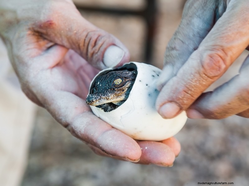 Een alligatorboerderij starten:een uitgebreide gids 
