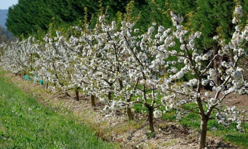 Top winstgevende fruitbomen om te groeien voor inkomen | Beginnersgids 