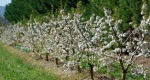 Top-profitable Obstbäume, die für Einkommen wachsen | Leitfaden für Anfänger 