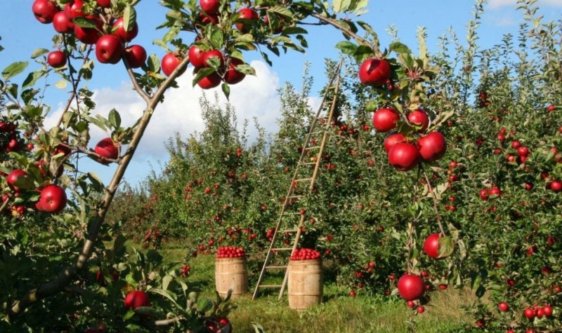 Top winstgevende fruitbomen om te groeien voor inkomen | Beginnersgids 