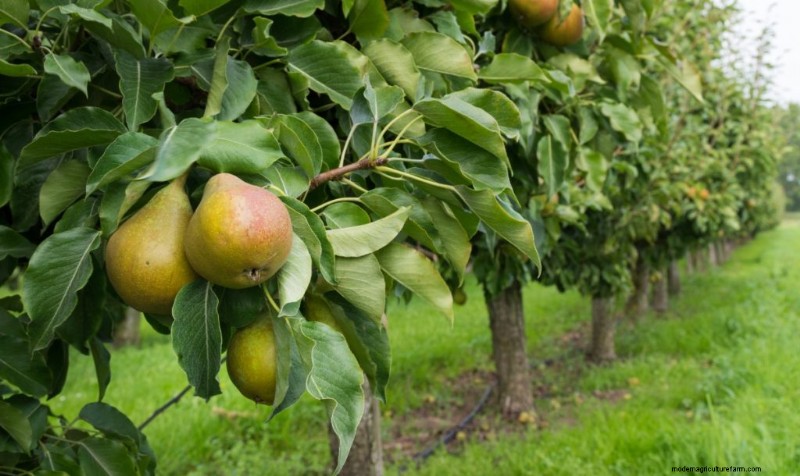 Top winstgevende fruitbomen om te groeien voor inkomen | Beginnersgids 