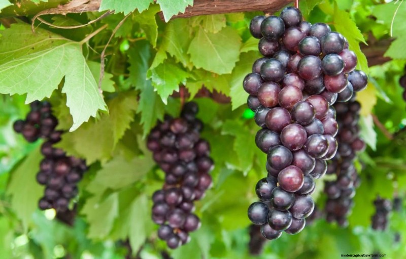Top winstgevende fruitbomen om te groeien voor inkomen | Beginnersgids 