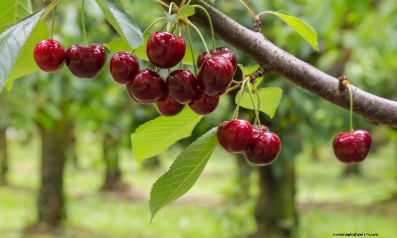 Top winstgevende fruitbomen om te groeien voor inkomen | Beginnersgids 