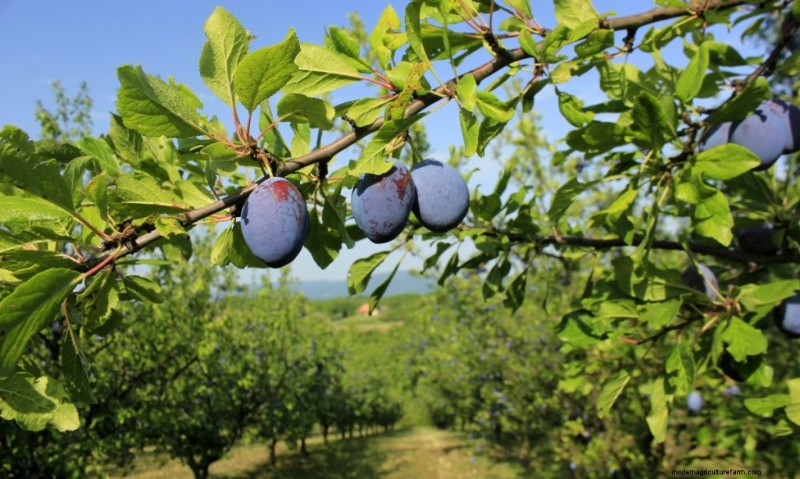 Top winstgevende fruitbomen om te groeien voor inkomen | Beginnersgids 