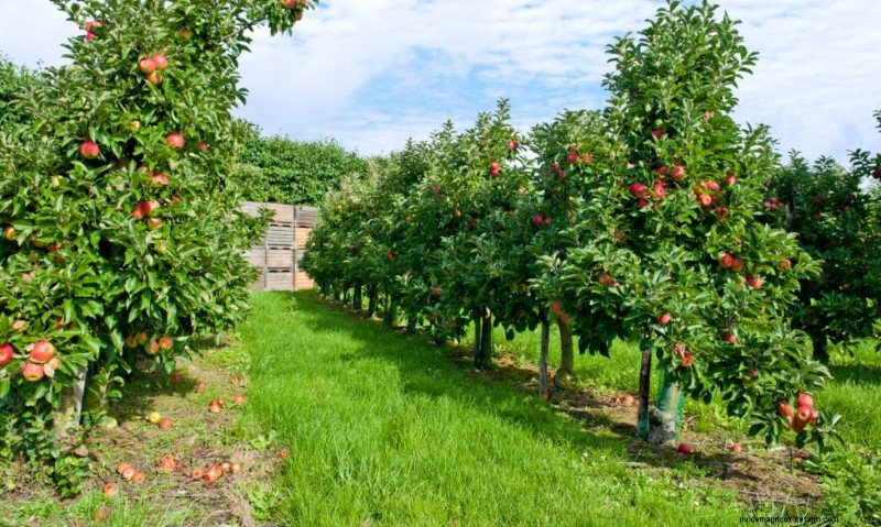 Top winstgevende fruitbomen om te groeien voor inkomen | Beginnersgids 