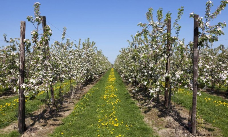 Top winstgevende fruitbomen om te groeien voor inkomen | Beginnersgids 
