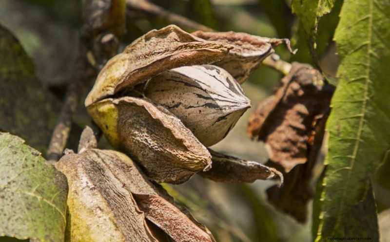 Topwinstgevende notenbomen voor investeringen en inkomsten 