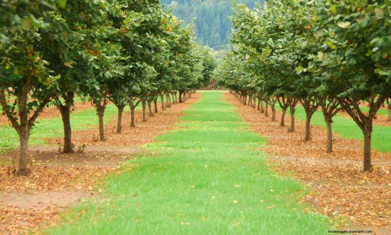 Topwinstgevende notenbomen voor investeringen en inkomsten 
