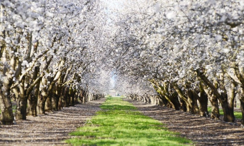Topwinstgevende notenbomen voor investeringen en inkomsten 