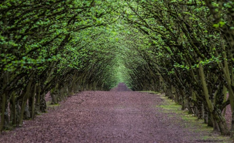 Topwinstgevende notenbomen voor investeringen en inkomsten 