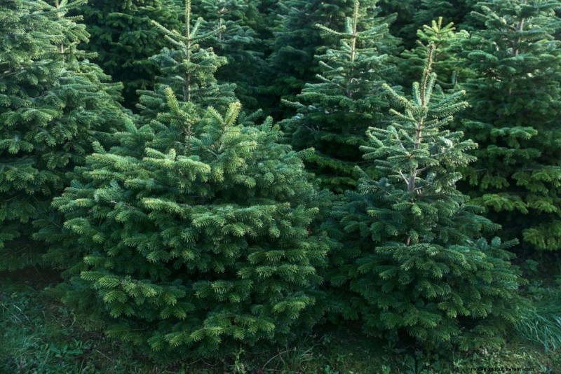 Winstgevendheid van kerstboomboerderijen:een uitgebreide gids 