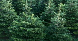 Winstgevendheid van kerstboomboerderijen:een uitgebreide gids 