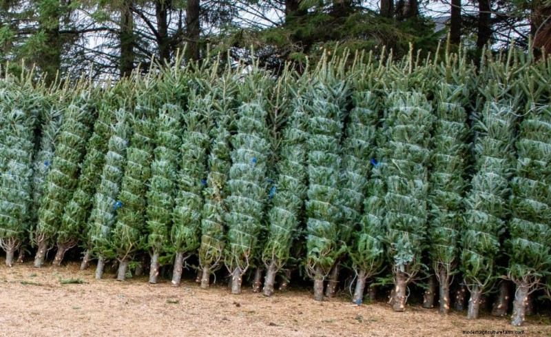 Winstgevendheid van kerstboomboerderijen:een uitgebreide gids 