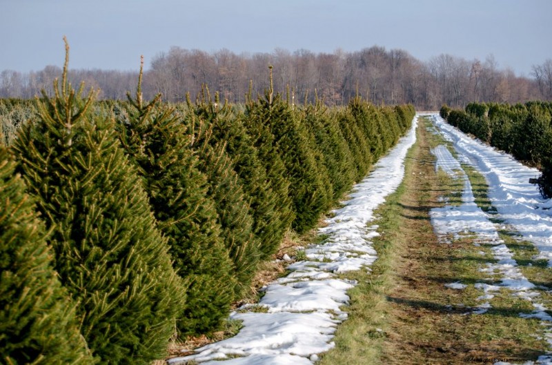 Winstgevendheid van kerstboomboerderijen:een uitgebreide gids 