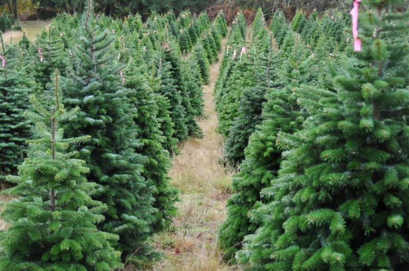 Winstgevendheid van kerstboomboerderijen:een uitgebreide gids 