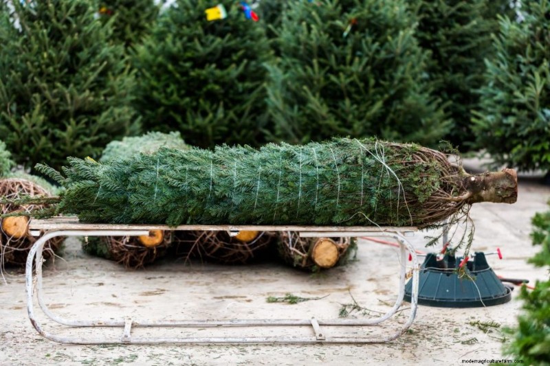 Winstgevendheid van kerstboomboerderijen:een uitgebreide gids 