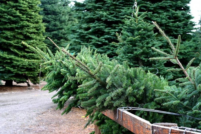 Winstgevendheid van kerstboomboerderijen:een uitgebreide gids 