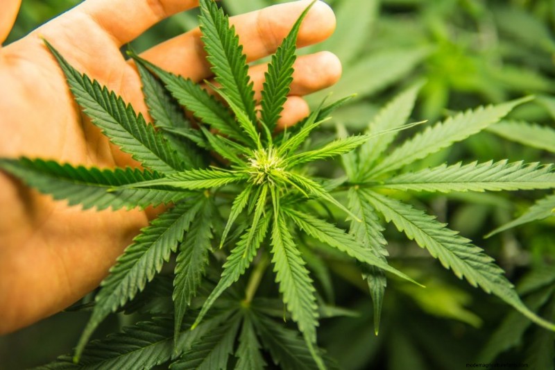 大麻農業の収益性:収入の可能性に関する包括的なガイド 