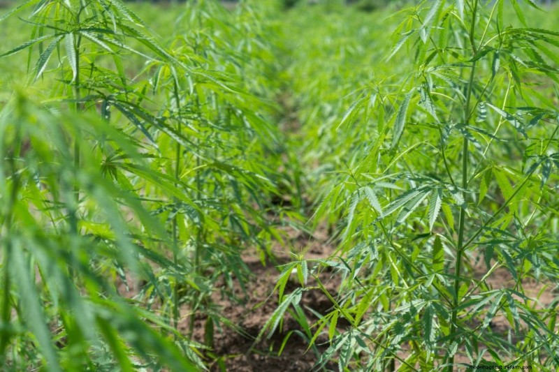 大麻農業の収益性:収入の可能性に関する包括的なガイド 