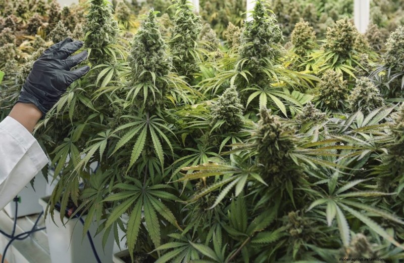 大麻農業の収益性:収入の可能性に関する包括的なガイド 