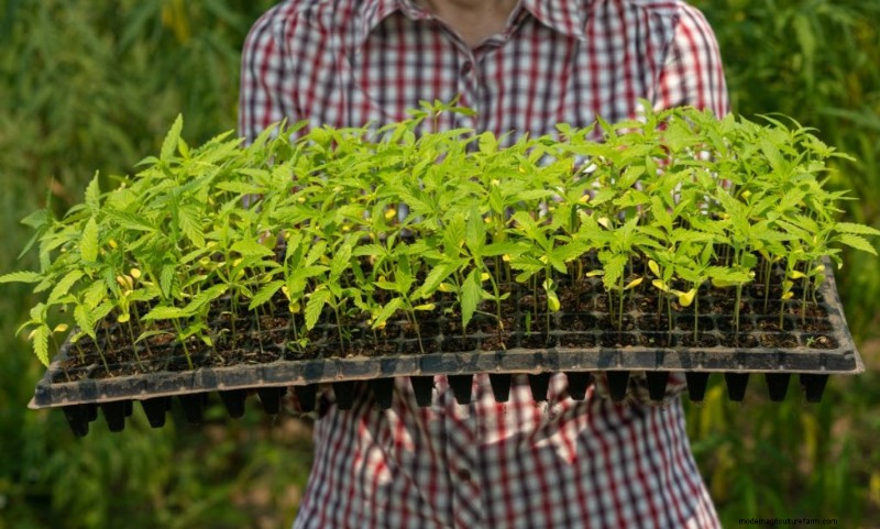 大麻農業の収益性:収入の可能性に関する包括的なガイド 