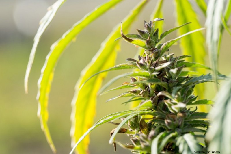 大麻農業の収益性:収入の可能性に関する包括的なガイド 