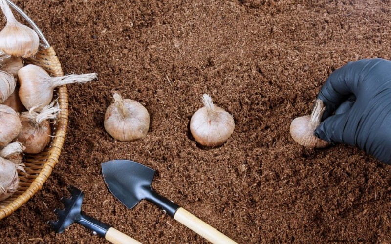Saffraanlandbouw:een uitgebreide gids voor groeiende en winstgevende verkopen 