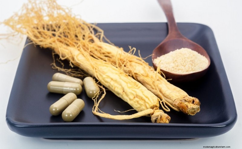 Ginseng-Anbau:Ein Leitfaden für Anfänger zum profitablen Anbau 