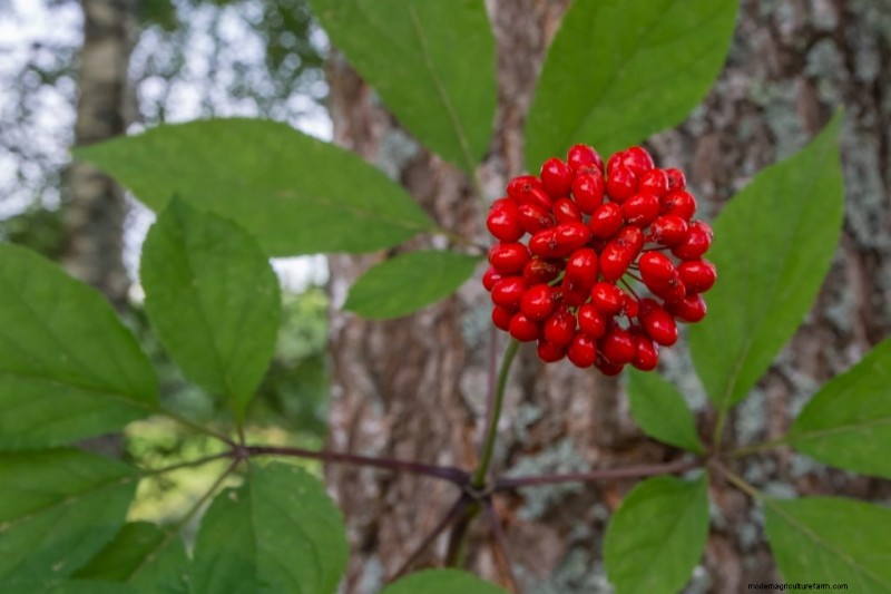 Ginseng-Anbau:Ein Leitfaden für Anfänger zum profitablen Anbau 