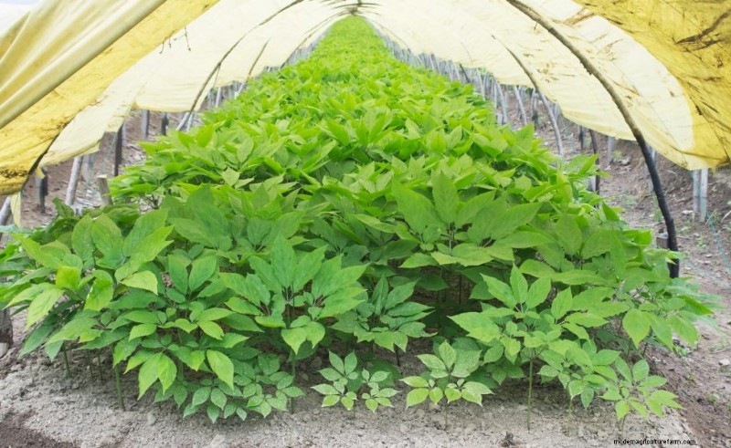 Ginseng-Anbau:Ein Leitfaden für Anfänger zum profitablen Anbau 