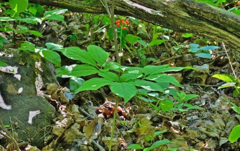 Ginseng-Anbau:Ein Leitfaden für Anfänger zum profitablen Anbau 