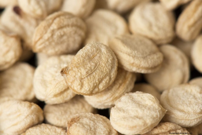 Ginseng-Anbau:Ein Leitfaden für Anfänger zum profitablen Anbau 