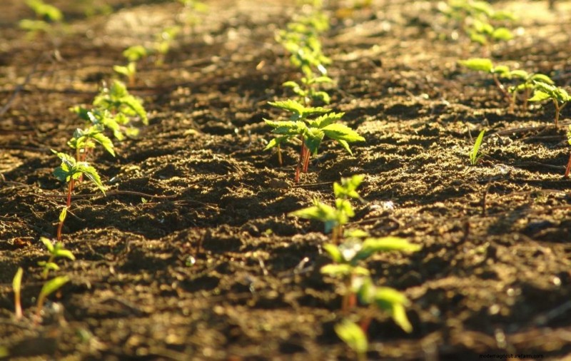 Ginseng-Anbau:Ein Leitfaden für Anfänger zum profitablen Anbau 