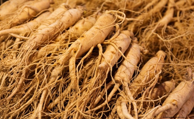Ginseng-Anbau:Ein Leitfaden für Anfänger zum profitablen Anbau 