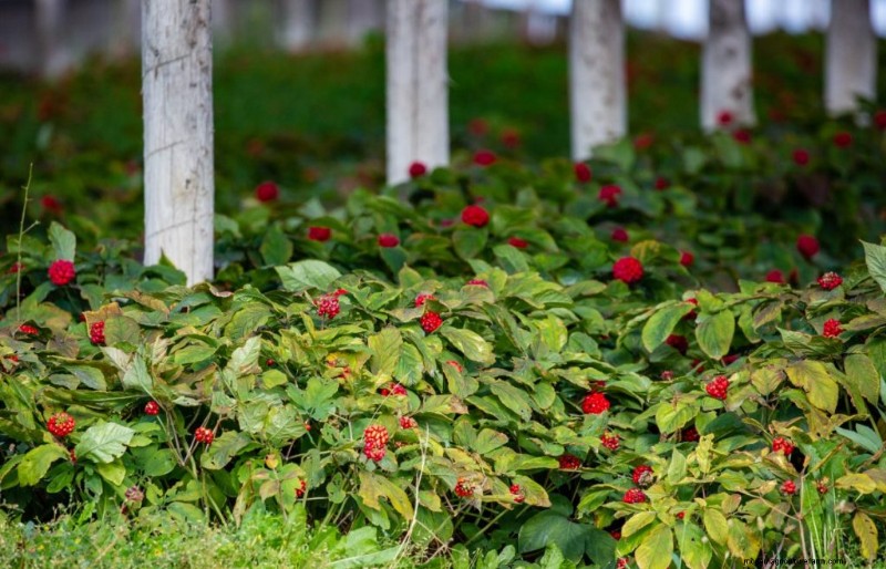 Ginseng-Anbau:Ein Leitfaden für Anfänger zum profitablen Anbau 