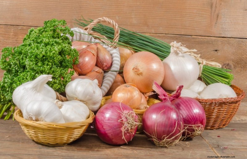 Kweek knoflook voor winst:een uitgebreide beginnershandleiding 