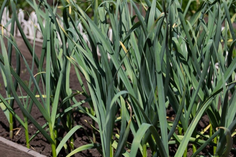Kweek knoflook voor winst:een uitgebreide beginnershandleiding 