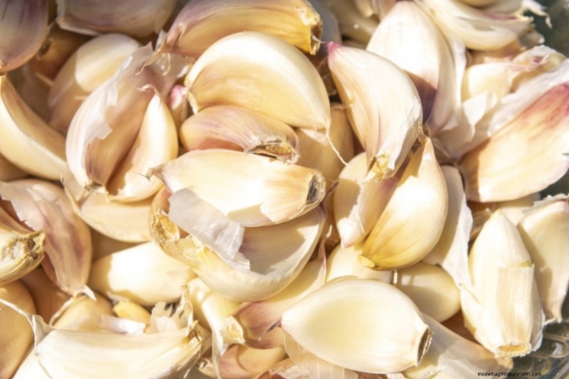 Kweek knoflook voor winst:een uitgebreide beginnershandleiding 