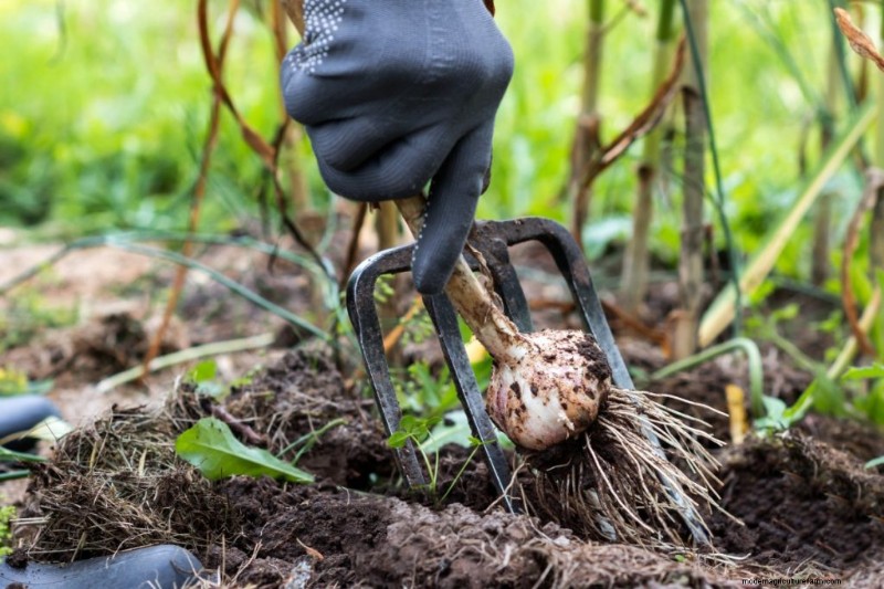 Kweek knoflook voor winst:een uitgebreide beginnershandleiding 