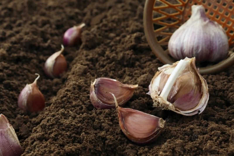 Kweek knoflook voor winst:een uitgebreide beginnershandleiding 