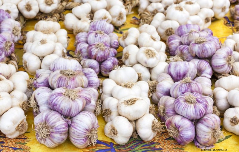 Kweek knoflook voor winst:een uitgebreide beginnershandleiding 