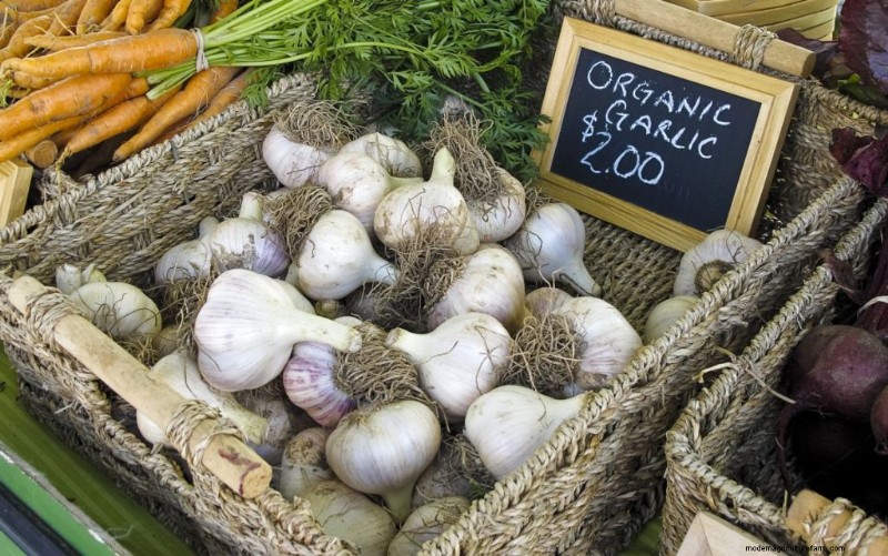 Kweek knoflook voor winst:een uitgebreide beginnershandleiding 