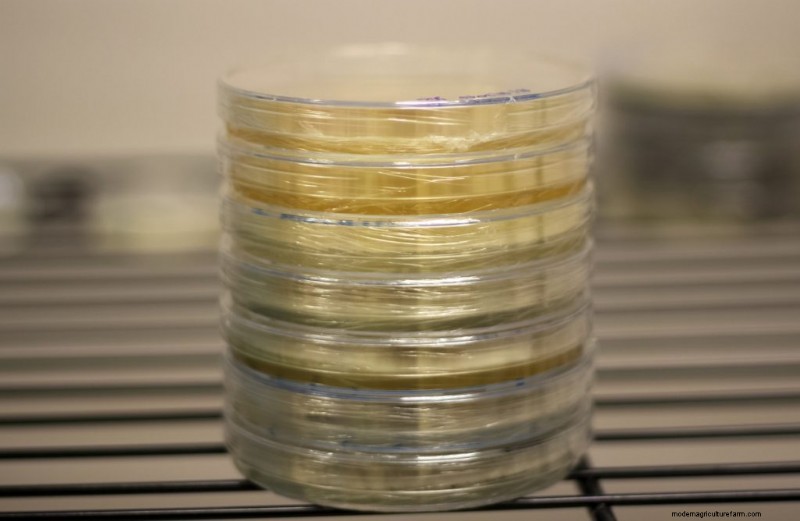Piastre di agar per micelio di funghi:una guida completa 