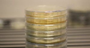 Agarplaten voor paddenstoelenmycelium:een complete gids 